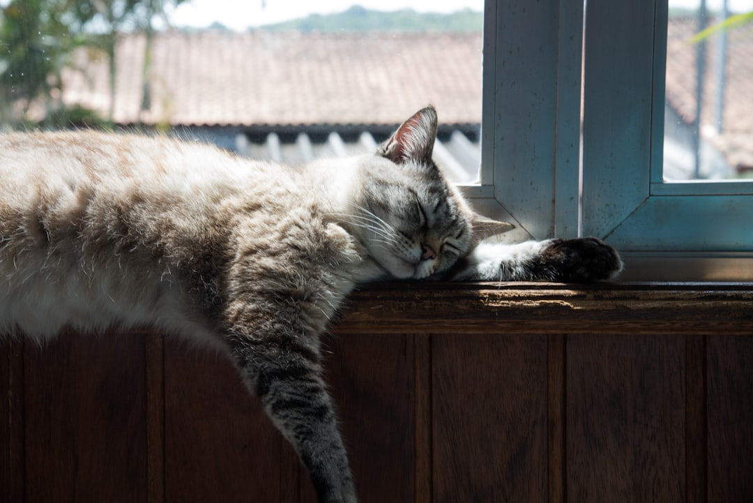 Hyperthyroidism in cats: what San Ramon cat owners should know